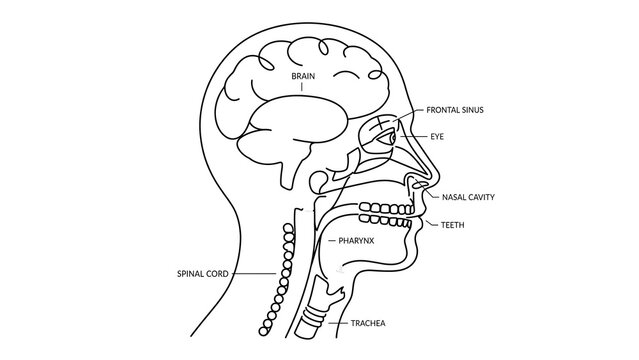 Human Brain Anatomy Diagram white background.