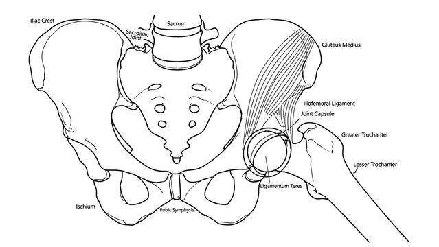 Human pelvis anatomy white background.