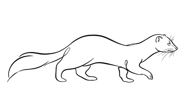 Mink walking on white background.