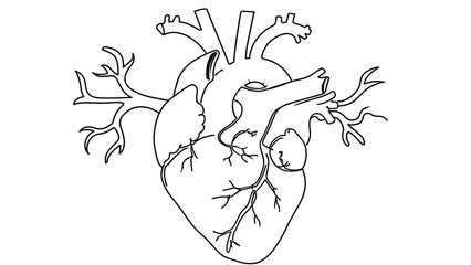 Fototapeta premium Human Heart Anatomy white background.