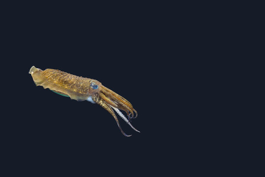 Tintenfisch Sepia officinalis 