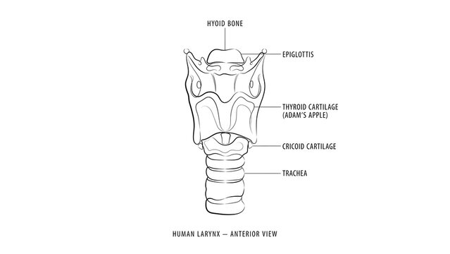 Human Larynx Anatomy white background.