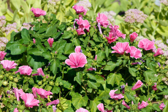 blooming lavatera in the garden