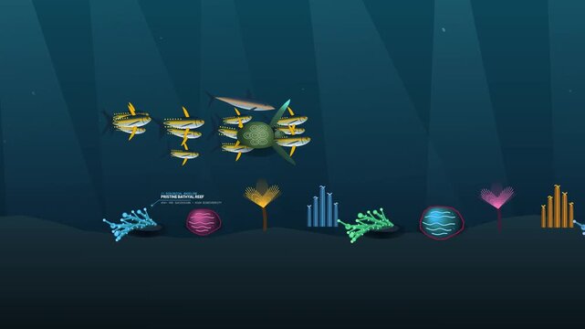 Animation illustrating the destructive impact of bottom trawling on pristine bathyal reefs showing sediment turbidity bycatch of green turtle Chelonia mydas and coral reef destruction