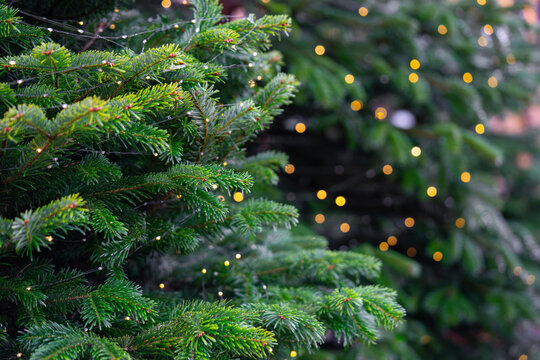 Christmas evergreen tree branches decorated with warm glowing lights and golden bokeh, creating cozy festive atmosphere and natural holiday background. Holiday mood, street decor