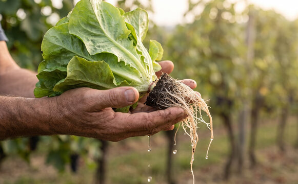 A mature male farmer holding a freshly harvested fresh lettuce head with roots and soil in hands outdoors