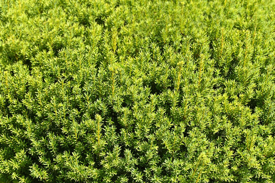 Taxus (Yew) plant, close-up as background