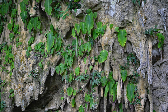 The endemic one leaf wonder, outside Clearwater Cave, Mulu, Borneo.(close-up)