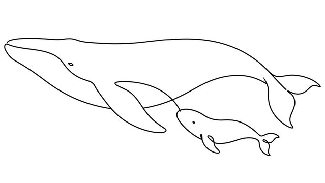 Whale and calf white background.