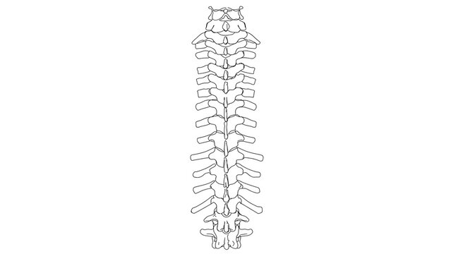 Human spine anatomy white background.