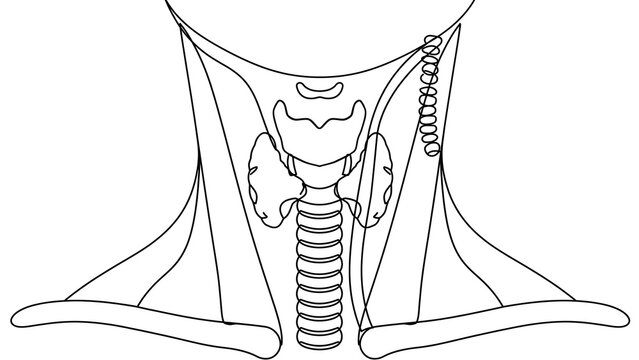Human Larynx Anatomy white background.
