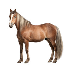 Fototapeta premium PNG Horse stallion animal mammal.