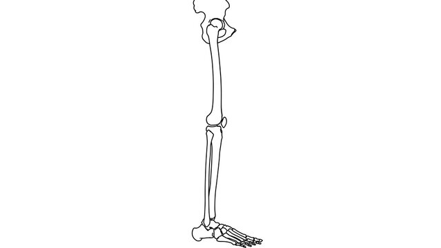 Human leg bones white background.