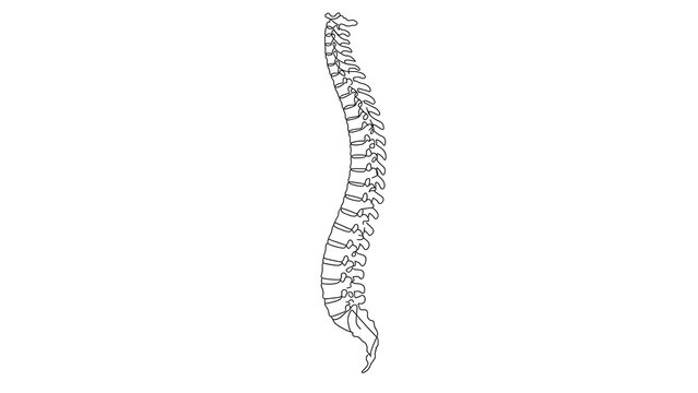 Human spine anatomy white background.