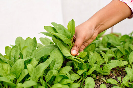 Hand picking fresh organic green spinach leaves from vegetable garden