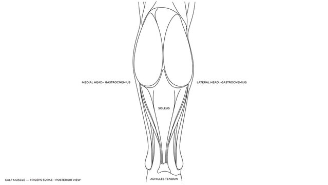 Human leg anatomy white background.