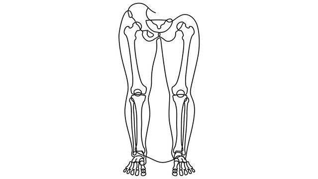 Human Legs Bones Anatomy white background.