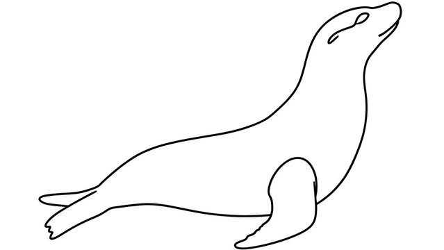 Seal white background marine mammal.