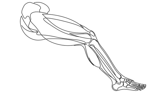 Human leg anatomy white background.