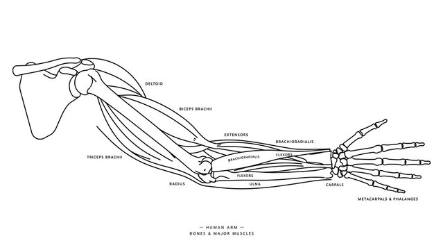 Human arm muscles white background.