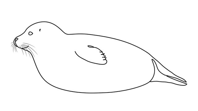 Seal white background animal mammal.