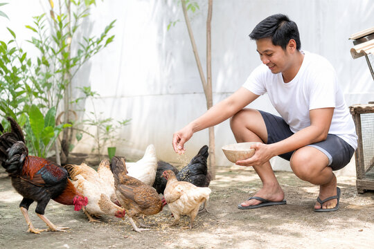 Man crouching and feeding free range chickens in rural yard