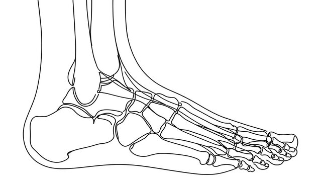 Human foot skeleton white background.