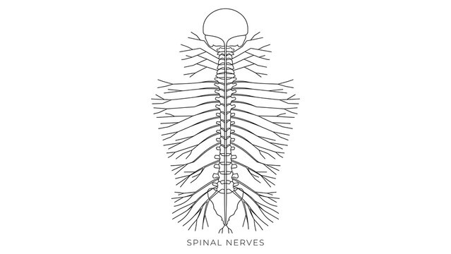 Human nervous system white background.