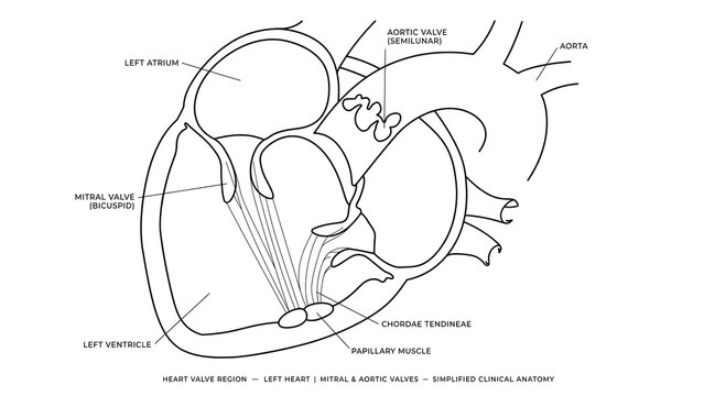 Human heart anatomy white background.