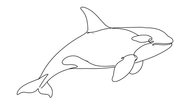 Orca white background swimming mammal.