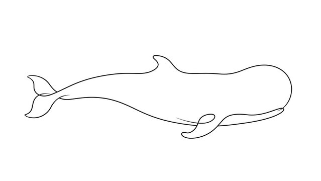 Whale swimming ocean white background.