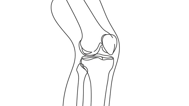 Human knee anatomy white background.