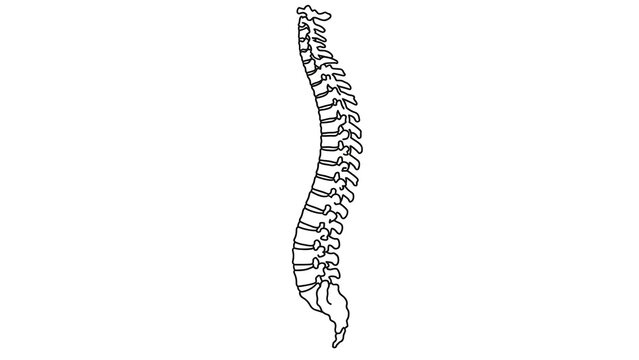 Spine anatomy illustration white background.