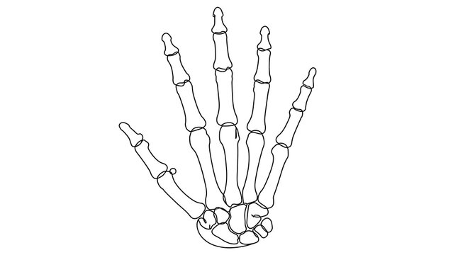 Human hand skeleton white background.