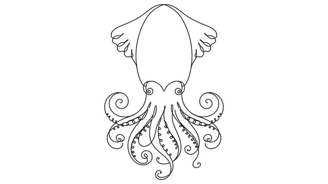 Squid white background illustration.