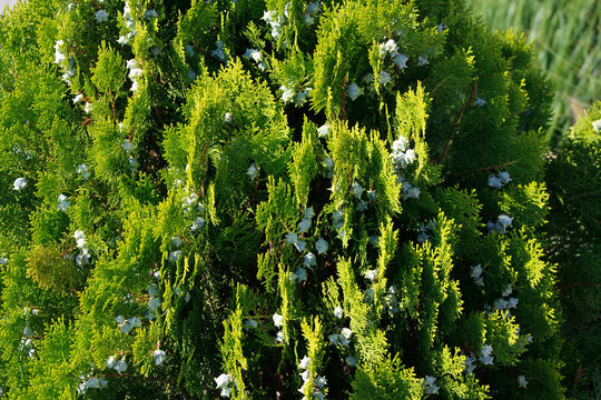 beautiful thuja bush in close-up
