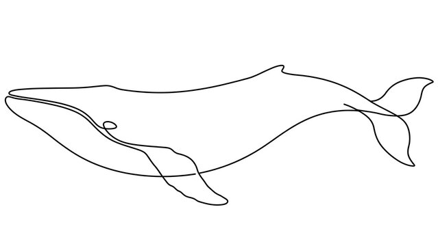 Whale swimming white background.