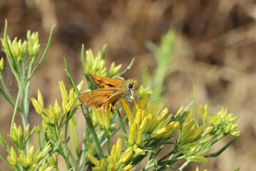 Fototapeta premium Orange and yellow skipper butterfly resting on a blooming Rubber Rabbitbrush (Ericameria nauseosa) in the Rocky Mountains of Colorado. 