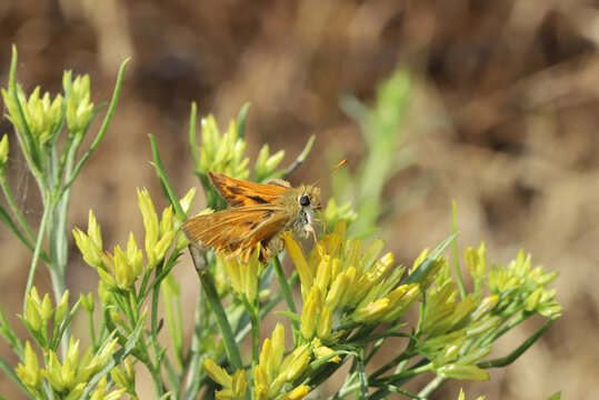 Orange and yellow skipper butterfly resting on a blooming Rubber Rabbitbrush (Ericameria nauseosa) in the Rocky Mountains of Colorado. 