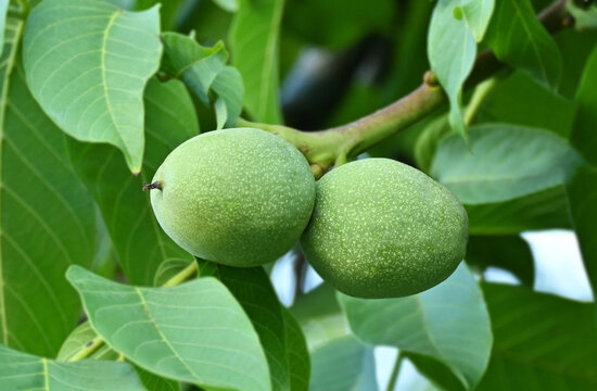 Walnut tree (Juglans regia) with fruit