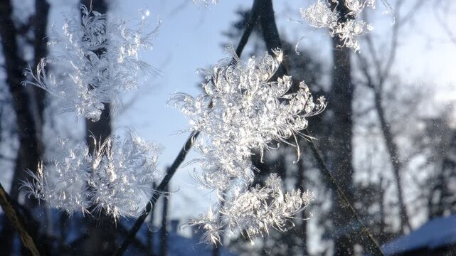 Frost window glows softly in the winter light. Intricate icy traceries spread across the glass, delicate lace, capturing the quiet magic of a cold morning. Nature&rsquo;s own artwork, fragile and fleeting.