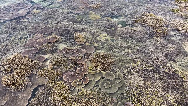 Healthy corals are exposed during low tide at the edge of Sangalaki Island in the scenic Derawan Archipelago of East Kalimantan, Indonesia. This area harbors extraordinary marine biodiversity.