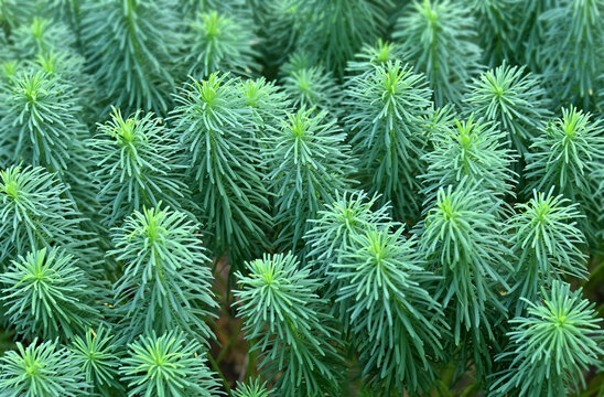 Cypress spurge (Euphorbia cyparissias)
