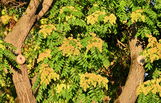 Ailanthus altissima (tree of heaven) with seed pods (samaras)