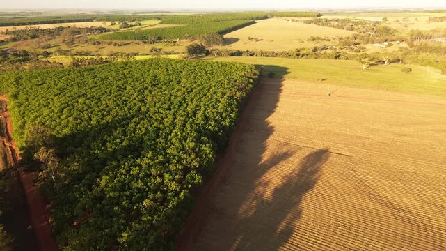 Aerial drone footage of rubber tree plantation at golden hour in Brazil