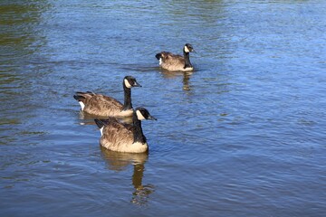  Three Canada geese floating on an autumn river © fluffypw88
