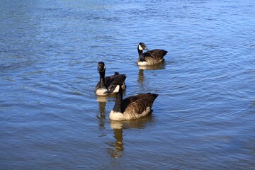 Three Canada geese swimming forward on a river © fluffypw88
