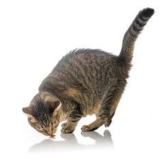 Nice tabby cat smelling a delicious cat snack. © OscarE