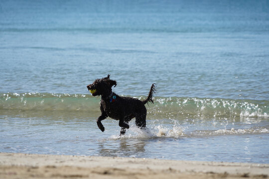 A happy dog plays fetch at the beach