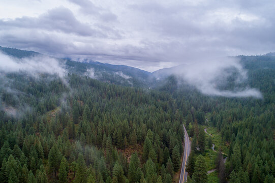 Forest road disappears into misty mountains